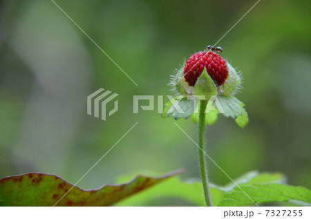 野苺 野苺 7327255