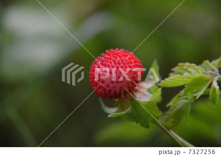 ヘブヘビイチゴ 7327256