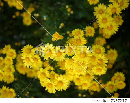 公園に咲く野菊 7327257
