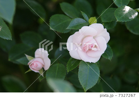 アスピリンローズ（バラ） 7327267