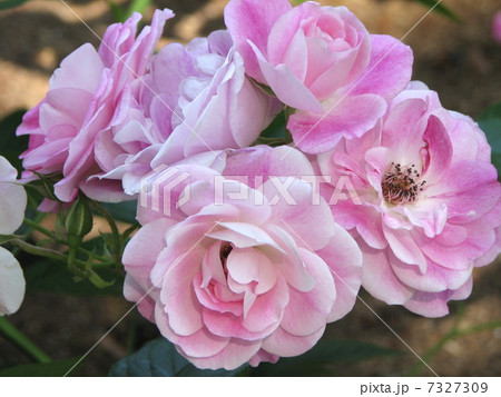 バラ ブリリアント ピンク アイスバーグの写真素材