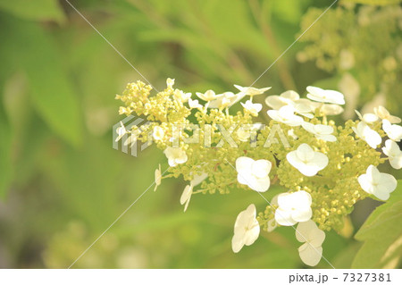 かじわば紫陽花 7327381