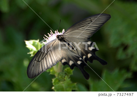 ジャコウアゲハ 7327497
