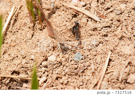 サムライアリ 7327516