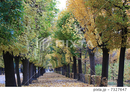 リンデンの紅葉 7327647