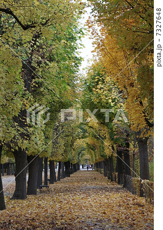 リンデンの紅葉 リンデンの紅葉 7327648