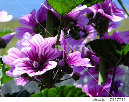 銭葵シリーズ 銭葵シリーズ 7327735