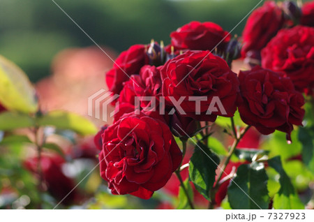 ラバグルート(バラ) ラバグルート(バラ) 7327923