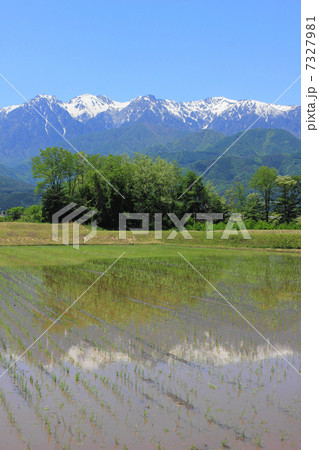水田と中央アルプス 7327981