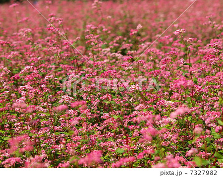 赤そばの花 赤そばの花 7327982