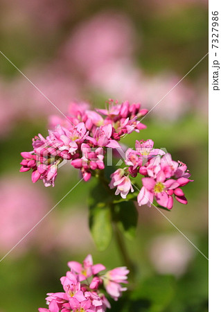 赤そばの花 7327986