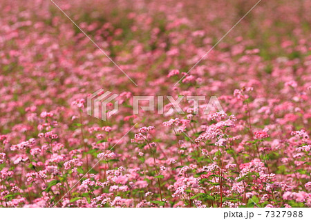 赤そばの花 7327988