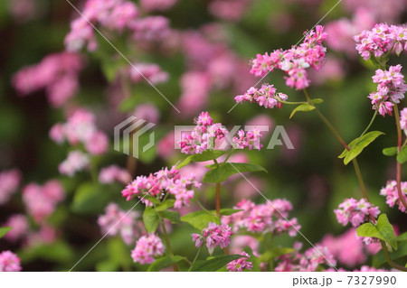 赤そばの花 7327990