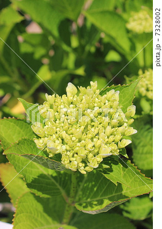 紫陽花の蕾 7328002