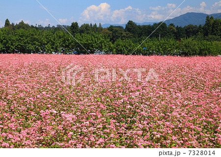 赤そば畑 7328014