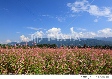 赤そば畑 7328016