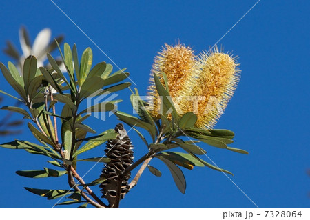 バンクシアの花と葉 7328064