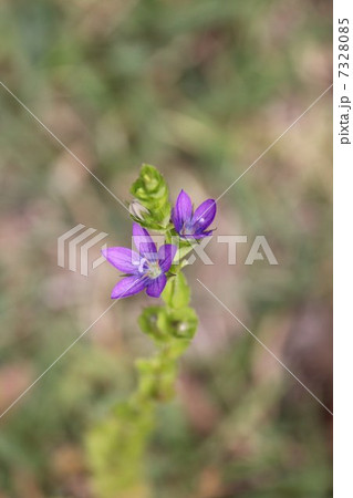 桔梗草 桔梗草 7328085
