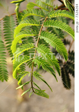 ネムノキの葉 7328264
