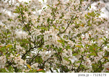 世界で唯一えびの高原にだけ咲く花「ノカイドウ」 世界で唯一えびの高原にだけ咲く花「ノカイドウ」 7328279