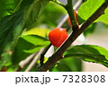 さくらんぼ 7328308