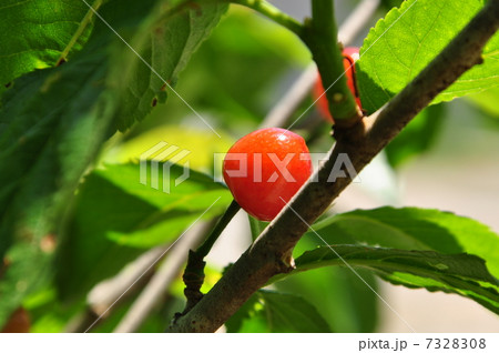 さくらんぼ 7328308