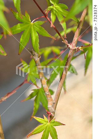 もみじの枝に化けるシャクトリ虫の写真素材