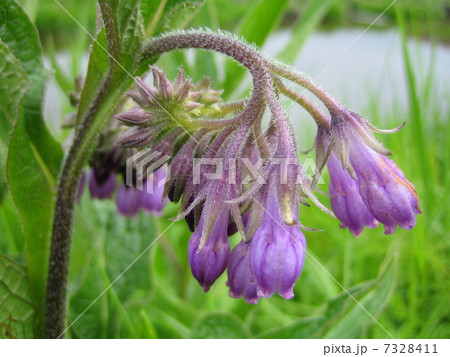 花 花 7328411