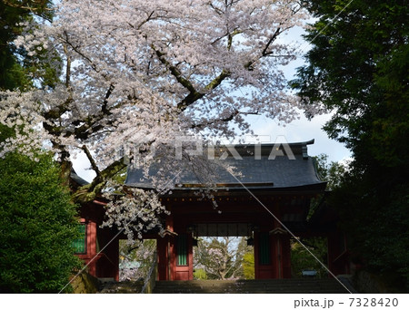春の塩竃神社 春の塩竃神社 7328420