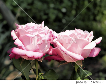 薔薇 7328625
