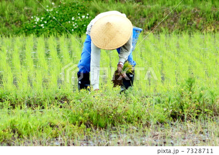 田植え（手植え作業） 7328711
