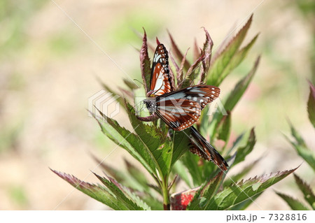 アサギマダラ 7328816