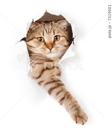 cat in white wallpaper hole 7329001