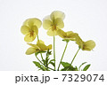 ビオラ　黄色系　レモン色系 7329074