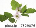 ラズベリー　花 7329076