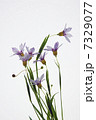 ロムレア　 Romulea 7329077