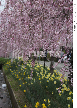 枝垂れ桜 7329264