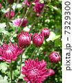 菊 7329300