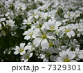 白い芝桜1 7329301