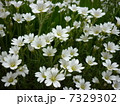 白い芝桜2 7329302
