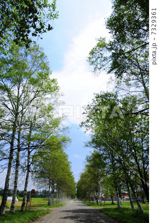 白樺並木 7329361