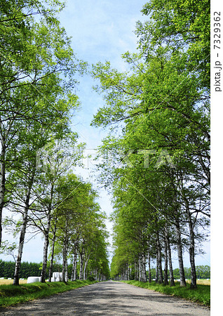 白樺並木 7329362