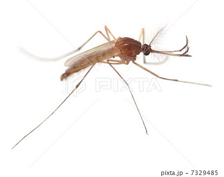 蚊（アカイエカ） 7329485