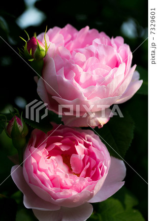 バラ「コンスタンススプライ」 7329601