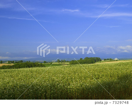 ポテトの丘から望む蕎麦畑 ポテトの丘から望む蕎麦畑 7329748