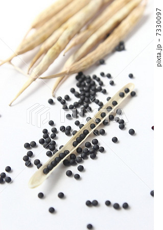 菜の花のタネ 7330097