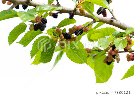 桑の実 7330121