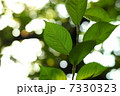 リーフ 7330323