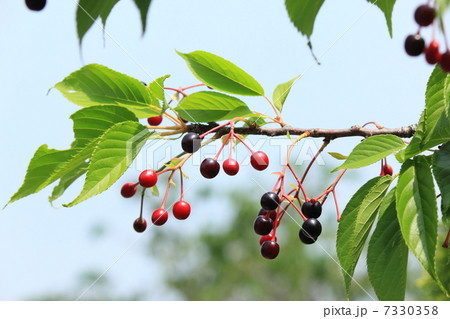 オオシマザクラの実 オオシマザクラの実 7330358