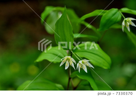 チゴユリ 7330370